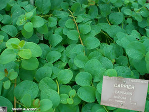 CIMG1409_Caprier