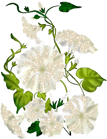 fleurs_blanches