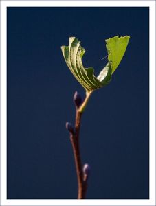 QM_feuille_verte_noel_251209