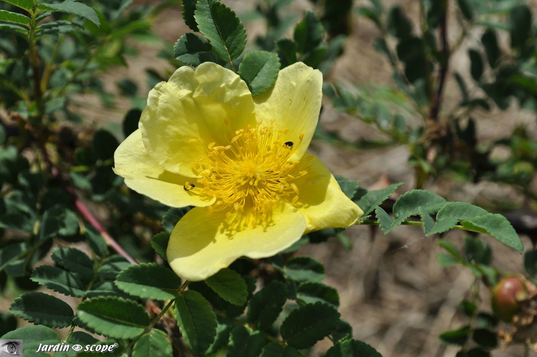 Rosier botanique Rosa pimpinellifolia plena