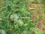 Melons, artichaut haricots verts lundi 20