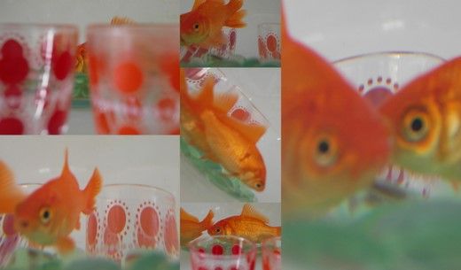 poissons_rouges1