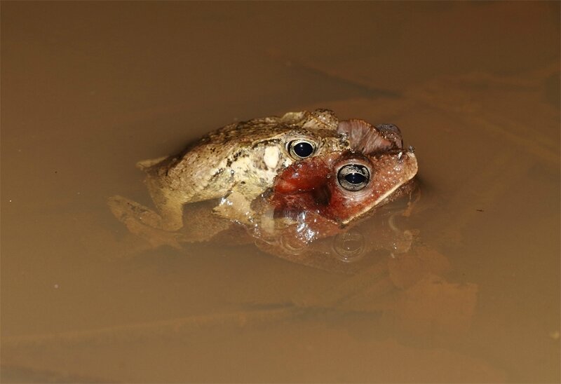 Rhinella margaritifera