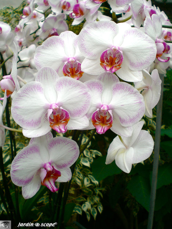Exposition d'Orchidées 2009