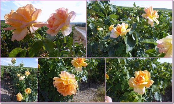 roses dans les vignes