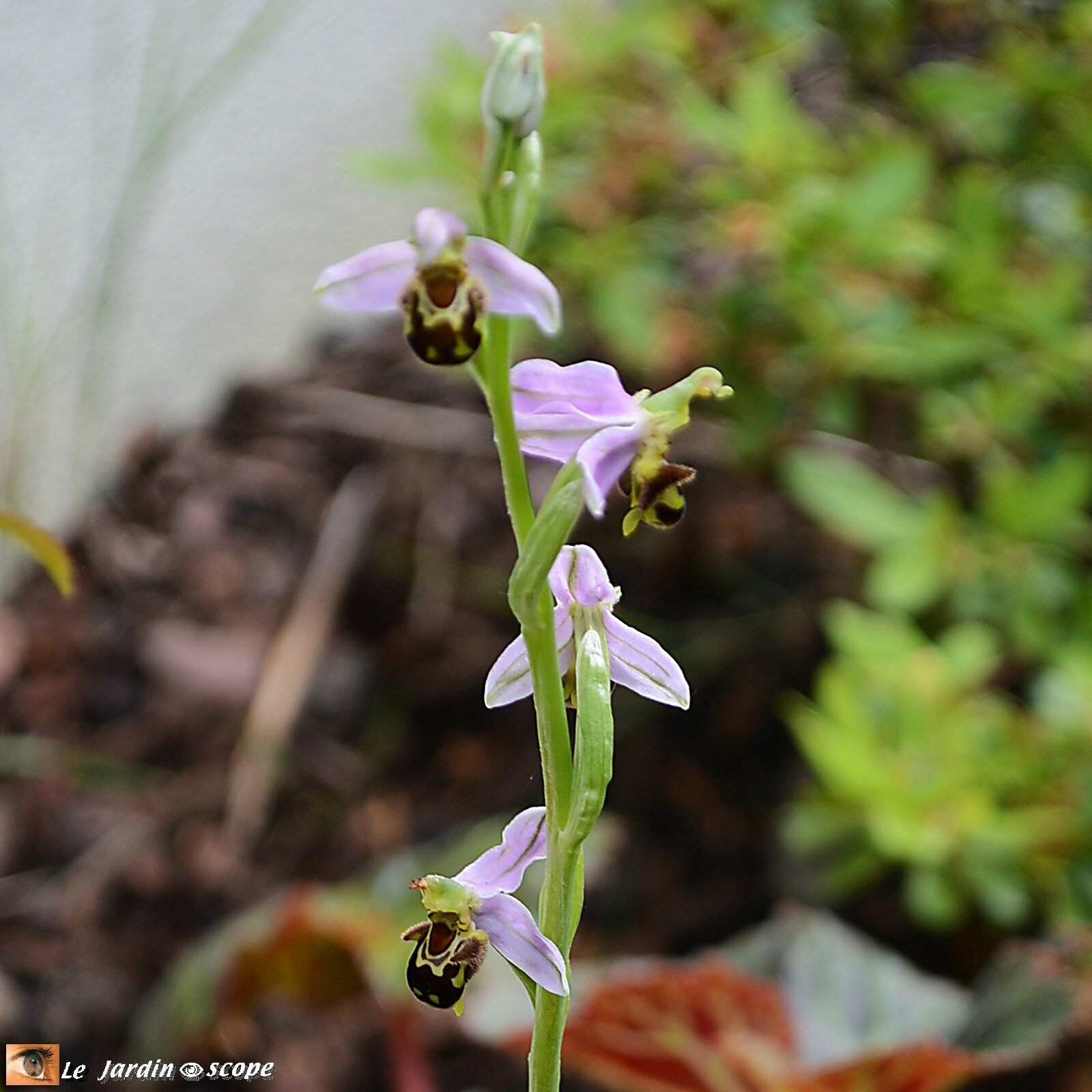 Ophrys apifera • Orchidée abeille sauvage de mon jardin (Loiret)