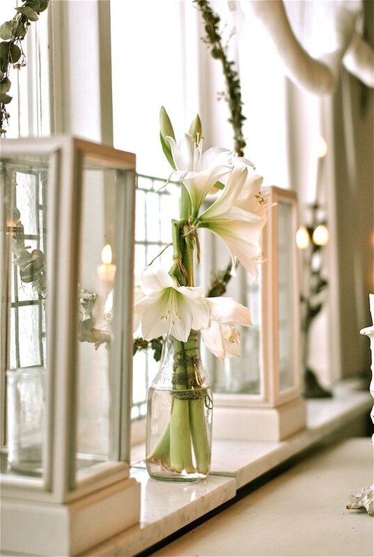 amaryllis_blanc