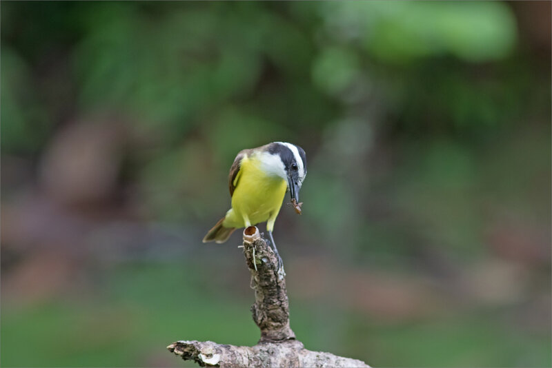 J5 CR Esquinas lagune 081218 ym 8 oiseau Tyran Quiquivi insecte