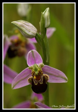 ophrys_abeille___ophrys_apifera_20080601_001