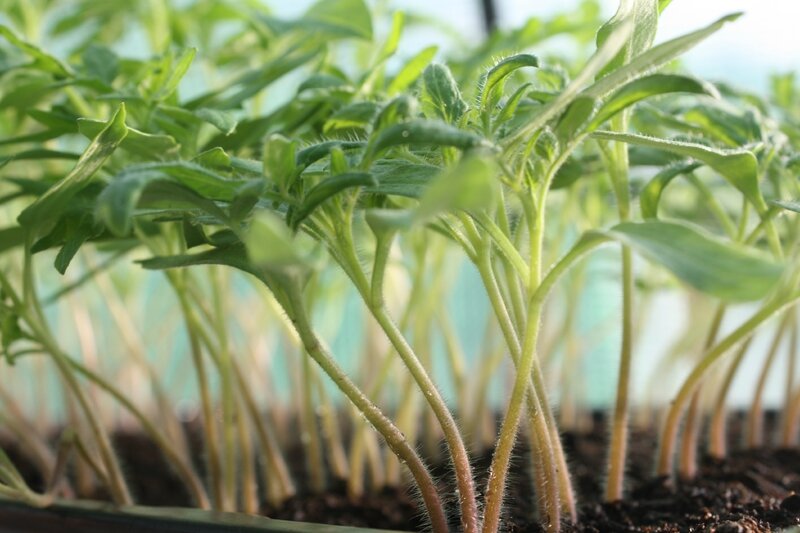 Plants de tomate