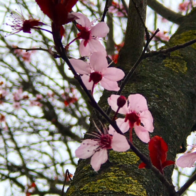  Spring is coming 
