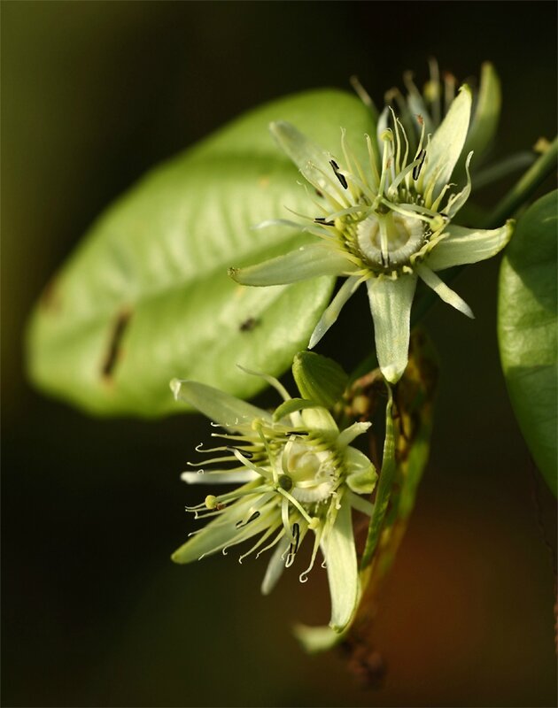 Passiflora auriculata