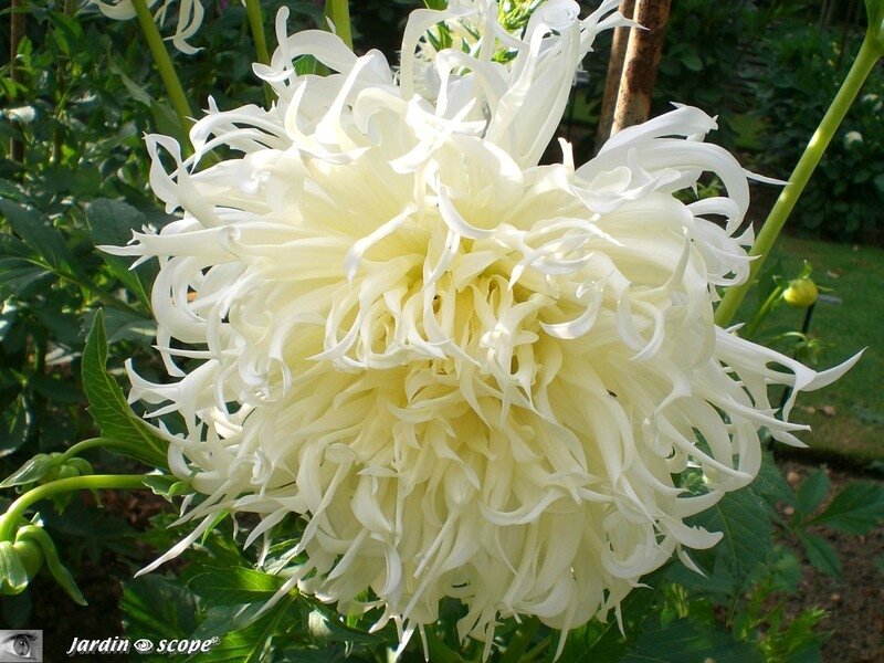Dahlia Tsuky yori no shisha