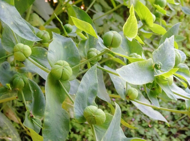 euphorbe des jardins - Euphorbia lathyris