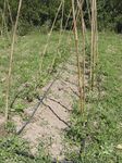 Potager_juillet2011_11