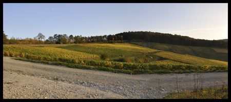 Panorama vigne