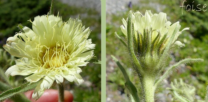 Capitule de 4 à 5 cm involucre composé de deux rangs de bractées très glanduleuses les ext écartées