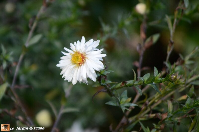 Aster-novi-belgii-White-Ladies-2