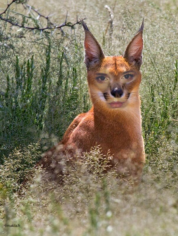caracal-ds-les-herbes-Kate