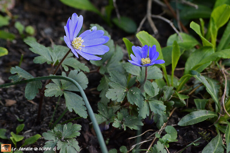 Anemone-Blanda