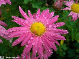 Chrysanthemum ‘Mélanie’