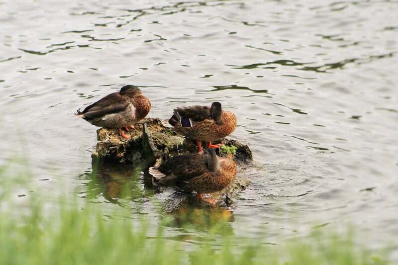 3 CANARDS