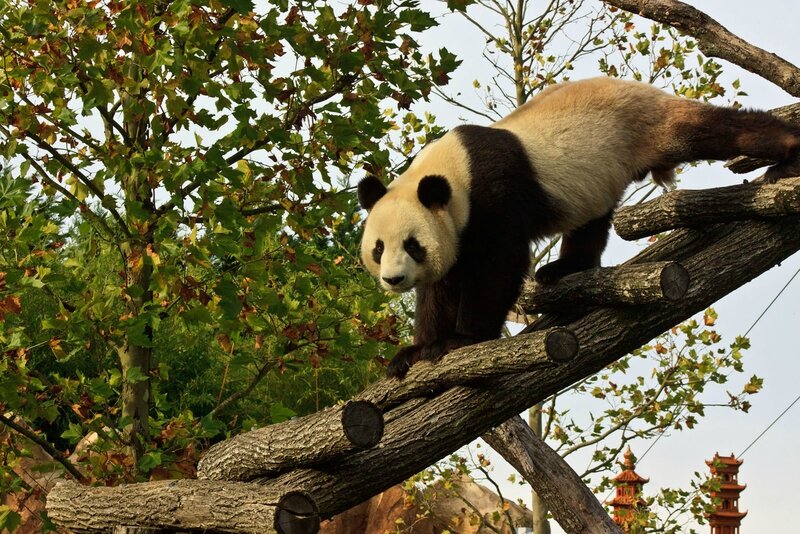 106-Panda Geant