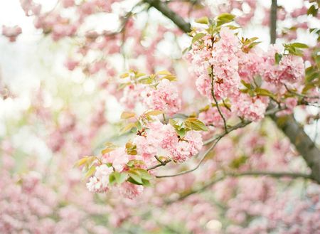 cherry_blossoms_ktmerry_02