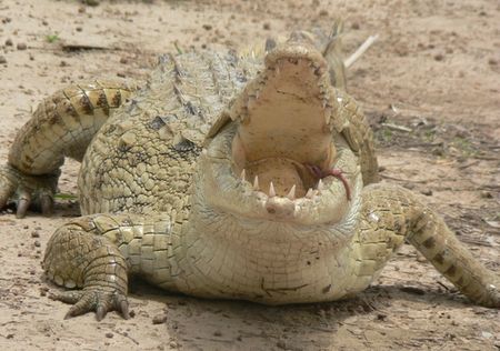crocodiles%20sacres