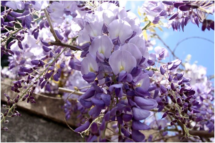 glycine