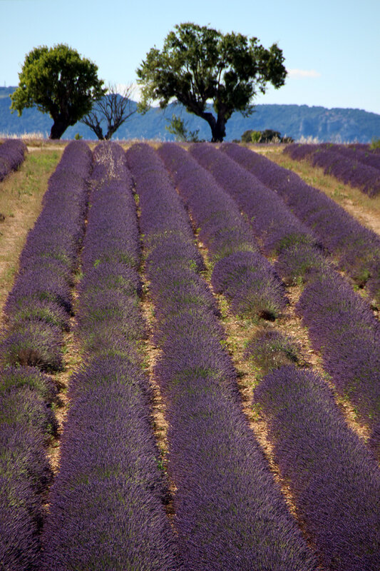 lavande_champ_provence