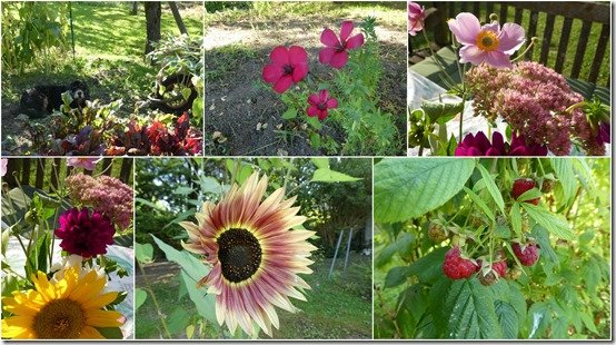 jardin 7 septembre 20238