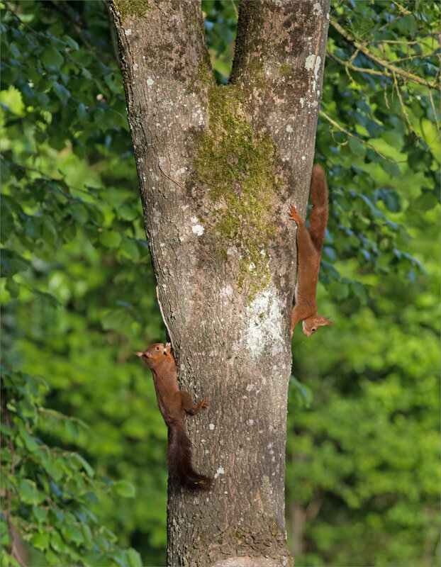 écureuils arbre matin 260418 2
