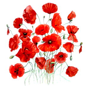 coquelicot3