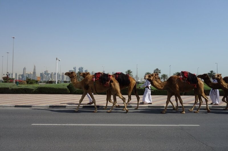 camels (8)