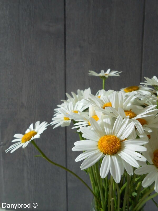 marguerite1