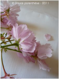 Fleur_de_prunus_7