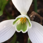 galanthus samarnott