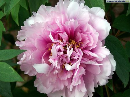 pivoine_rose