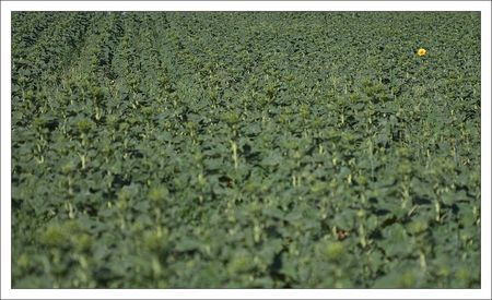 tournesol_premier