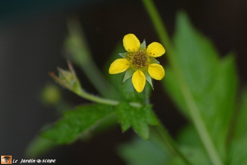 Benoîte commune • Geum urbanum
