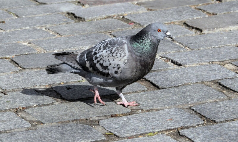 pigeon_paris