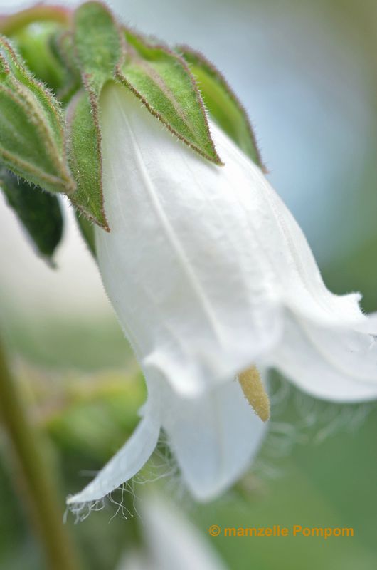 clochette-blanche