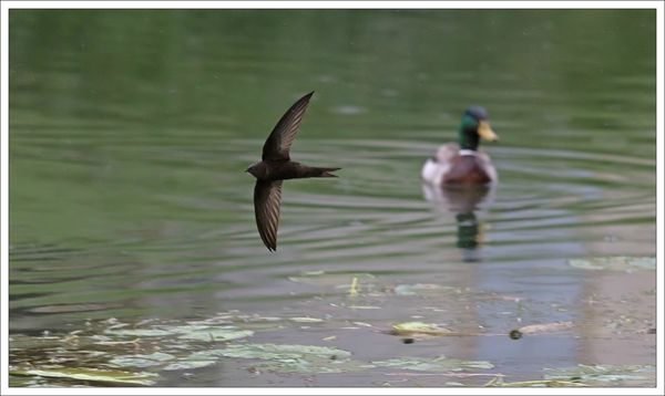 ville martinet pluie 10 200513 canard