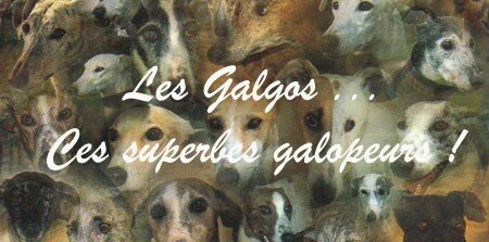 Les_Galgos