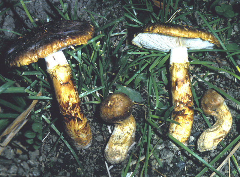 Tricholoma matsutake 1988 11 Pinède Saizaki (DRG)