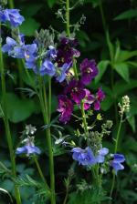 2015_0521_polemonium-Verbascum-violetta