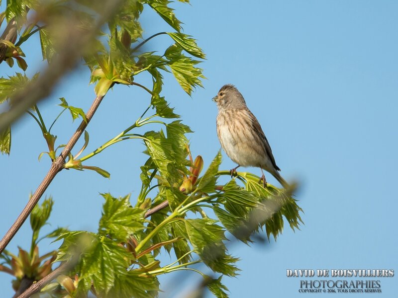 Linotte mélodieuse (Linaria cannabina - Common Linnet)