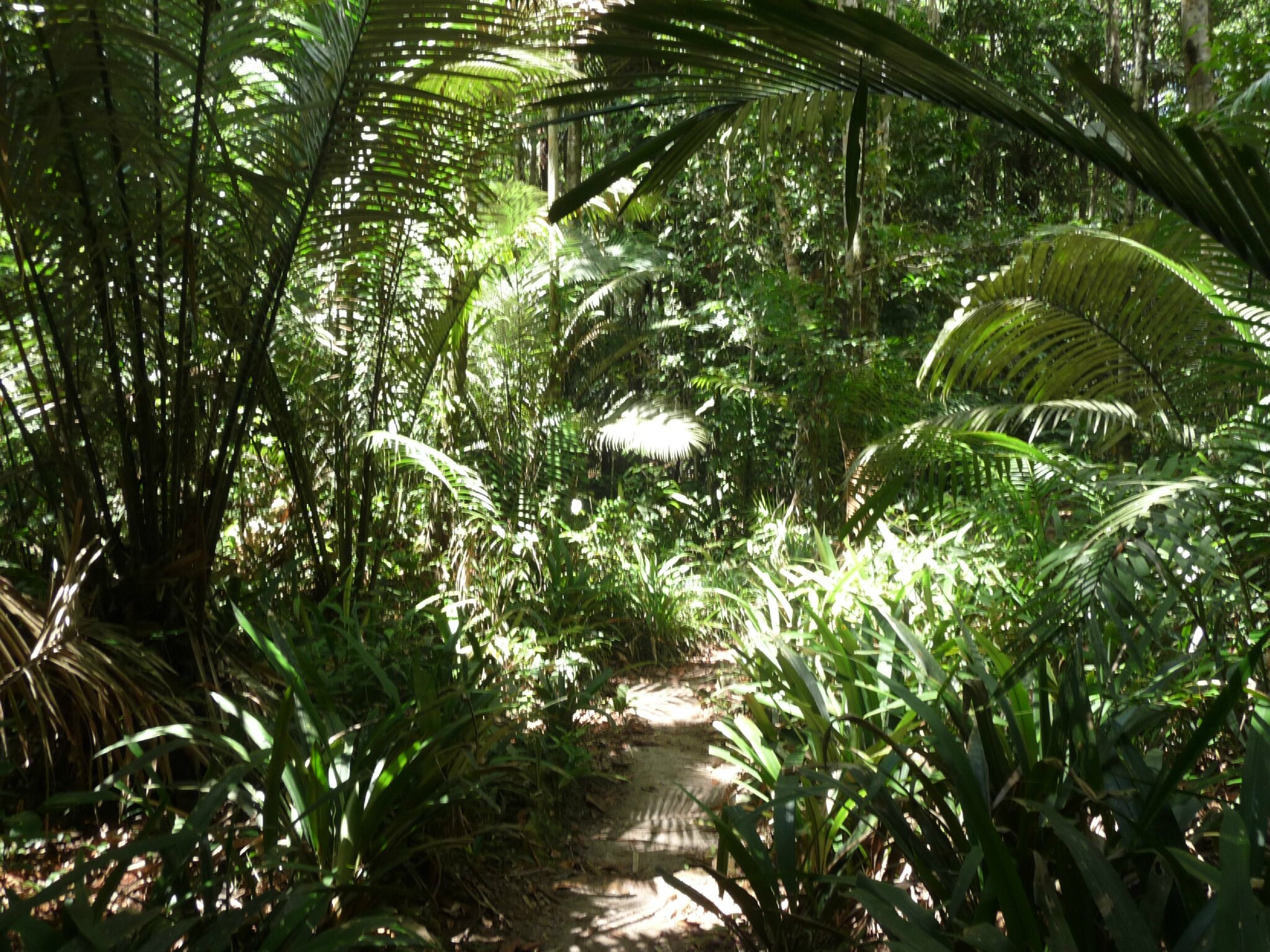 Kourou - Montagne des singes