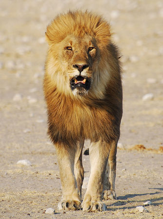 Lion__parc_d_Etosha__Namibie__12_